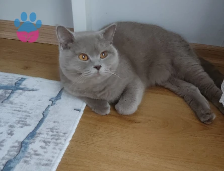 Kedim leydi kızgınlikta şuan