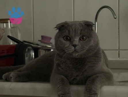 Erkek Scottish Fold Gri kedime eş arıyorum