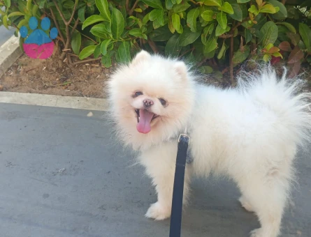 Pomeranian bo teddy bear