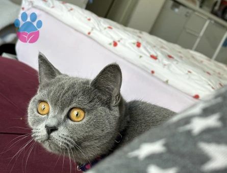 British Shorthair Kızım Şila’ya Eş Arıyorum