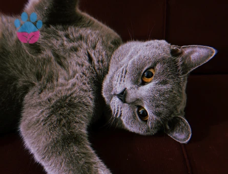 British Shorthair Kızım Şila’ya Eş Arıyorum