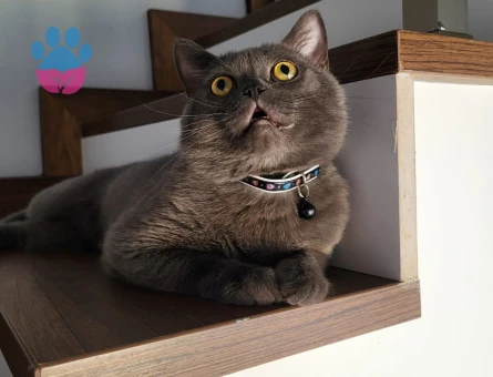 Marshall için eş (dişi) arıyoruz