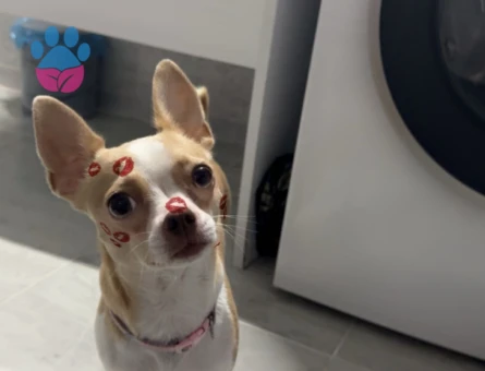 Kızımıza eş arıyoruz