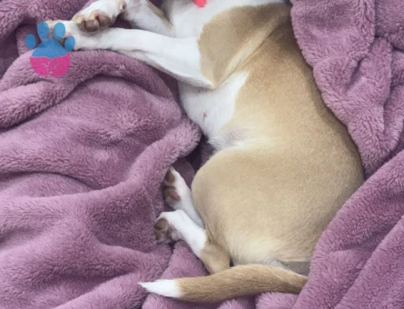 Kızımıza eş arıyoruz