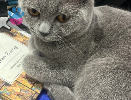 7 Aylık erkek kedimize eş aranıyor