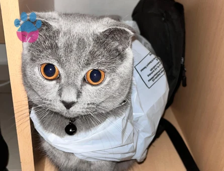 7 Aylık erkek kedimize eş aranıyor