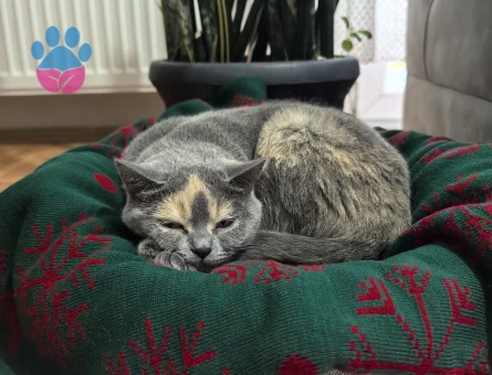 Kızım Geceye Eş Arıyorum