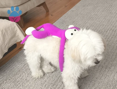 Oğlumuza eş ariyoruz