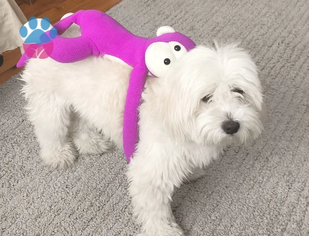 Oğlumuza eş ariyoruz