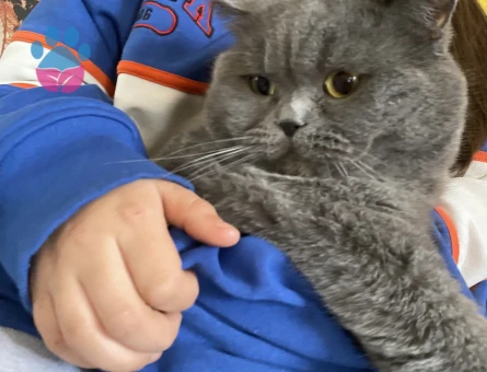 ERKEK KEDİME EŞ ARIYORUM