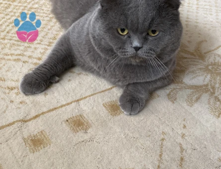 ERKEK KEDİME EŞ ARIYORUM