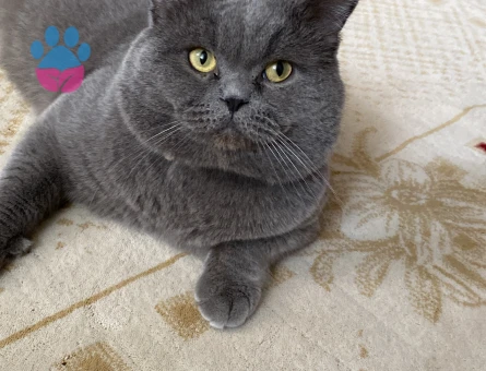 ERKEK KEDİME EŞ ARIYORUM