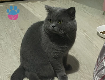 ERKEK KEDİME EŞ ARIYORUM