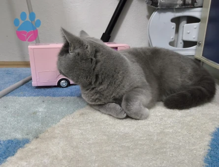 1 yaş british sport hair dişi kedime eş arıyoruz.