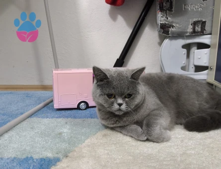 1 yaş british sport hair dişi kedime eş arıyoruz.