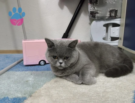 1 yaş british sport hair dişi kedime eş arıyoruz.