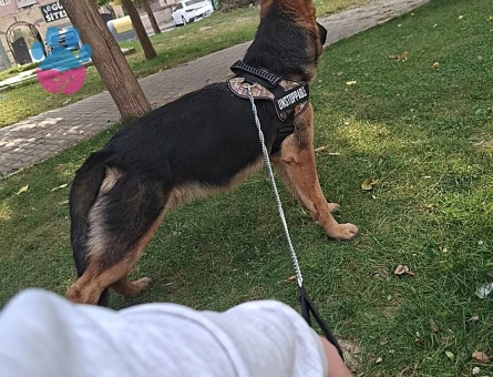 ittatkar eğitimli erkek k9