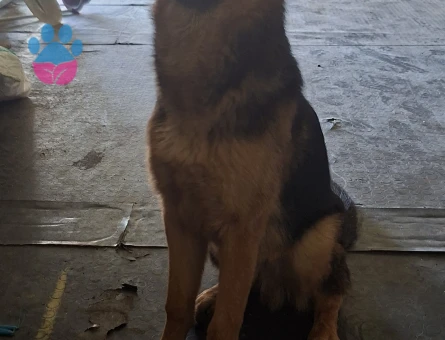 ittatkar eğitimli erkek k9