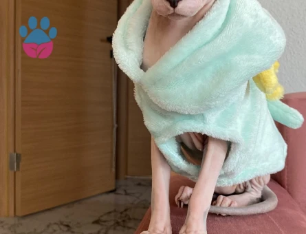 Sfenks Kızıma eş arıyorum