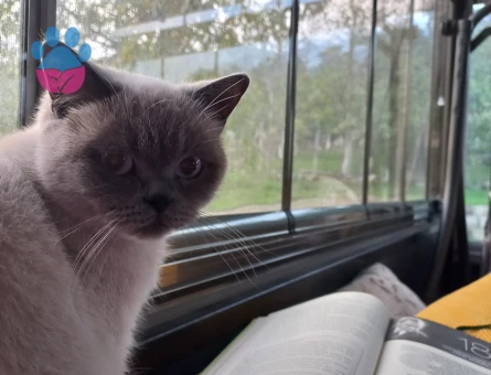 British Shorthair kedime Scottish Fold Arıyoruz