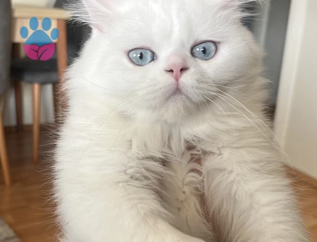 British Longhair Erkek Kedime Eş Arıyorum