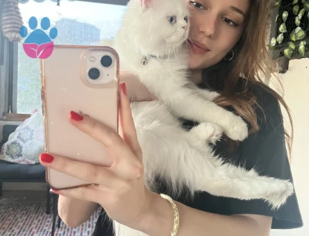 British Longhair Erkek Kedime Eş Arıyorum