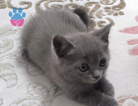 British Erkek kedime dişi eş arıyorum