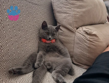 British Erkek kedime dişi eş arıyorum