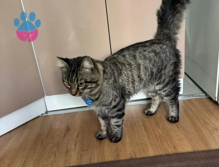 Tarçın oğlum kızgınlık döneminde