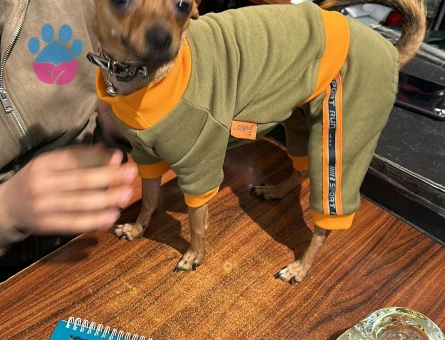 Minyatür Pinscher 3 Yaşında Eş Arıyor