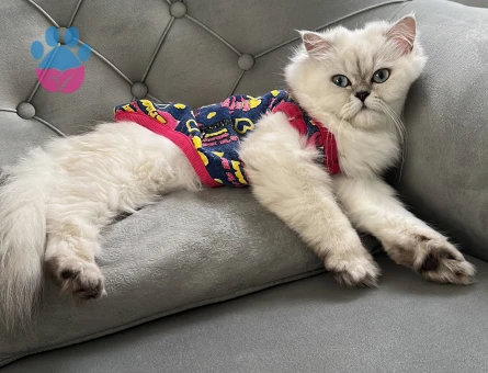 British Longhair 1 Yaşında Eş Arıyor