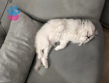 British Longhair 1 Yaşında Eş Arıyor