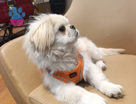 erkek pekinez çocuğuma bir eş arıyorum