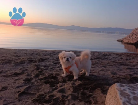 erkek pekinez çocuğuma bir eş arıyorum