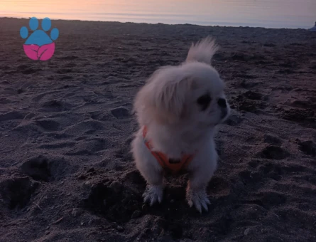 erkek pekinez çocuğuma bir eş arıyorum