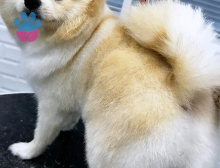 Pomeranian Boo Leo Eş Arıyor