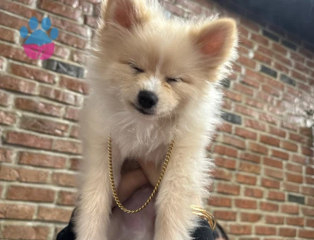 Pomeranian Boo Leo Eş Arıyor