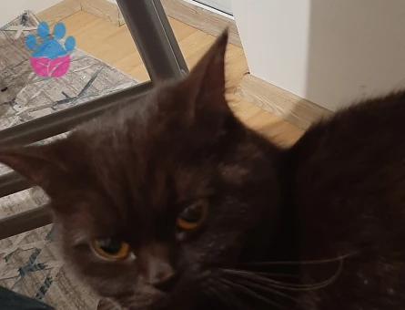 Schotish straght disi kedimle ciflestirmek  için erkek kedi arıyorum