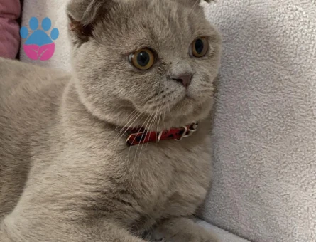 Scotish Fold Oğlumuza Dişi Kedi Arıyoruz