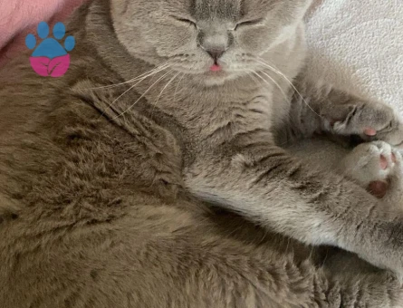 Scotish Fold Oğlumuza Dişi Kedi Arıyoruz