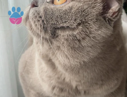 Scotish Fold Oğlumuza Dişi Kedi Arıyoruz