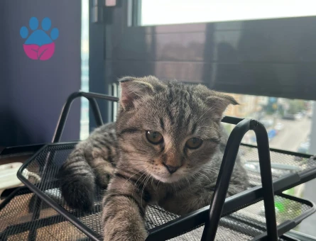 Tekir Kedime Eş Arıyorum