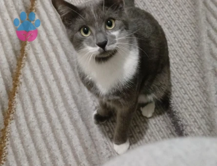 Tekir Oğlum Tarkan'a Eş Arıyorumj