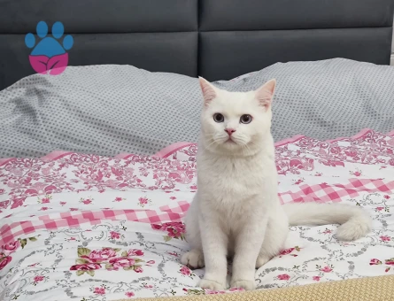 Scottish Straight Oğlum Kızgınlıkta