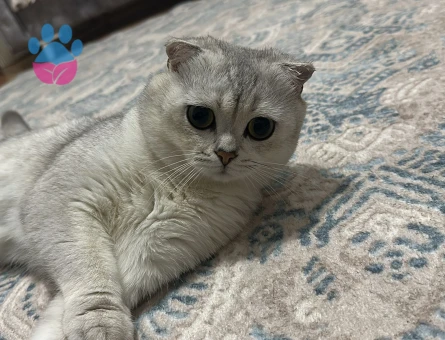 Scotish Fold Silver Ns11 Özel Bir Cins