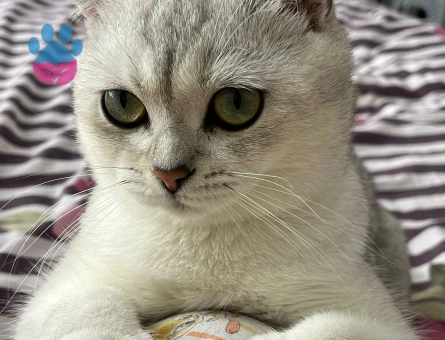 Scotish Fold Silver Ns11 Özel Bir Cins