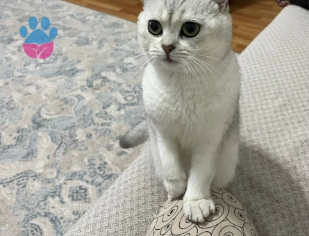 Scotish Fold Silver Ns11 Özel Bir Cins