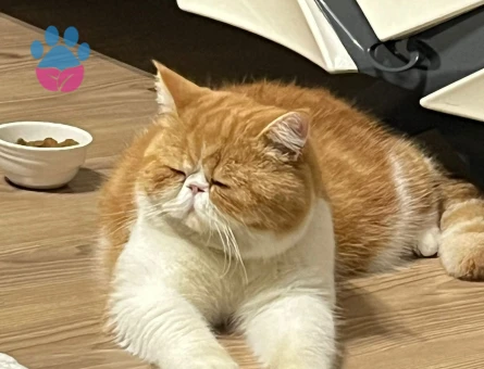 Kedime eş arıyorum