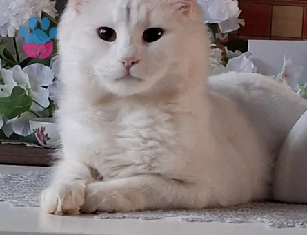 Yakışıklı rıfkı