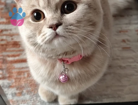 Kızımıza eş arıyoruz ☺️